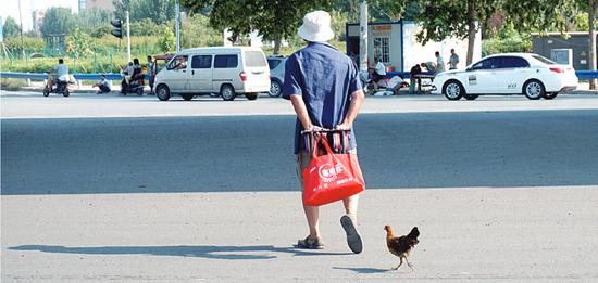  这只鸡每天都跟着80岁主人遛圈