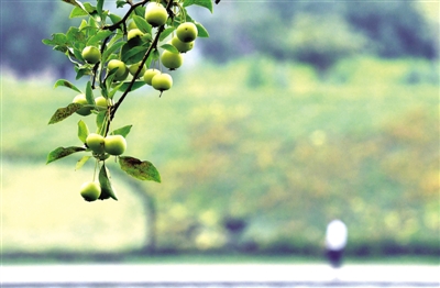  鄭東新區，果實累累的海棠樹