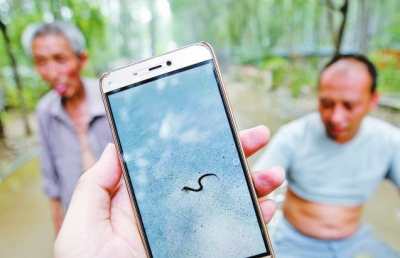 村民手机视频里显示，一条眼镜蛇在地上乱蹿。