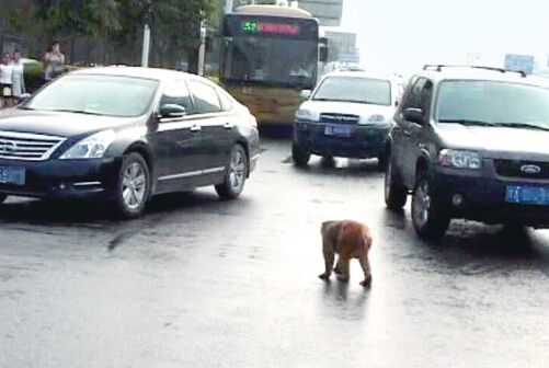 鄭州鬧市區(qū)現(xiàn)美猴王鉆入車流
