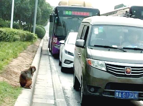 鄭州鬧市區(qū)現(xiàn)美猴王鉆入車流