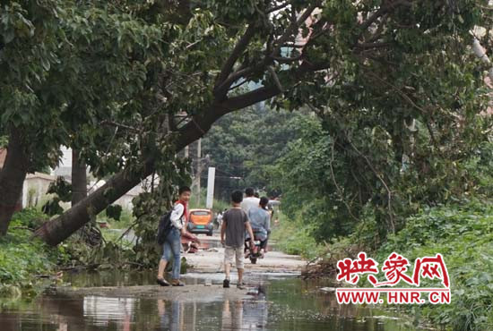 郑州一"上学路"又是积水又是倒树 学生:险如西天取经!