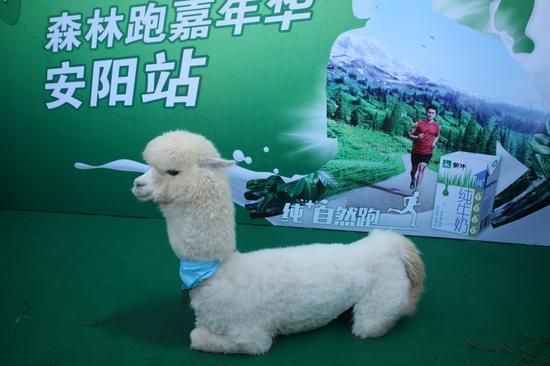 牛到里约跑动中国 纯+自然跑森林跑安阳站圆满