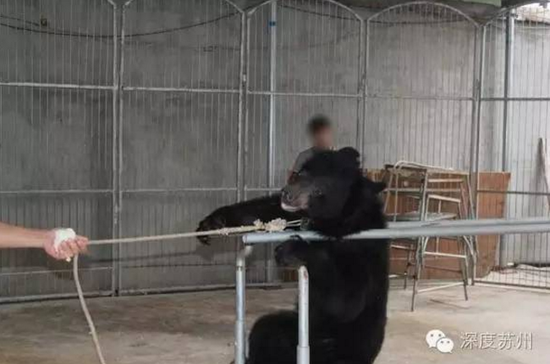 马戏团被曝虐待黑熊 强迫小熊直立几小时
