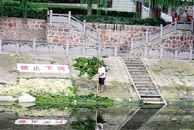 为啥今年金水河的水草这么多 捞都捞不及