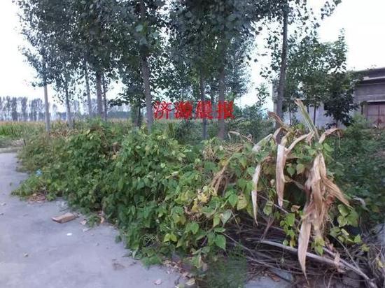 事發(fā)地右邊是一塊閑置的宅基地，長滿了雜草