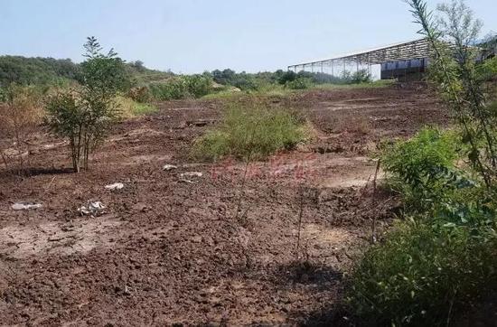 网友所说的漫山遍野全是牛粪的地方，其实是奶牛场专门搭建的贮粪池