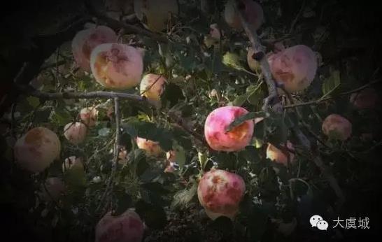 商丘虞城张集突下同鸡蛋大冰雹 果农受灾严重