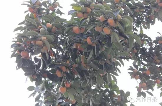 焦作老树上演生命奇迹：191岁柿子树结果几千颗