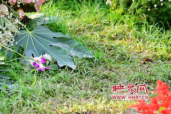 鄭州新建微型景觀園遭偷盜 花草蟲魚被順走