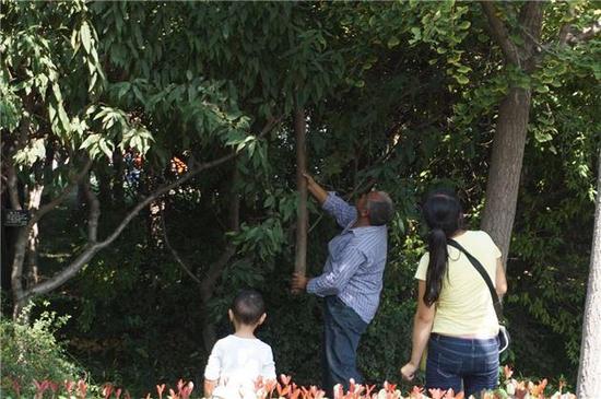 郑州植物园内老人拿棍打银杏树 见被拍照脸红离开