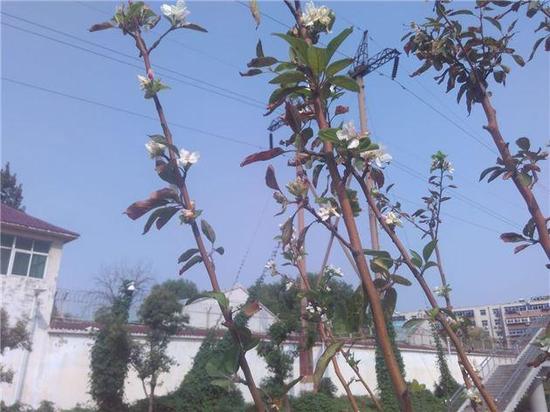 郑州海棠树本该春天开花却秋天怒放 路人称奇