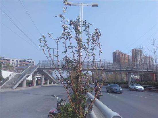 鄭州海棠樹(shù)本該春天開(kāi)花卻秋天怒放