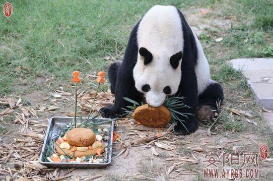 安阳大熊猫迎来22周岁生日 动物园做蛋糕庆生