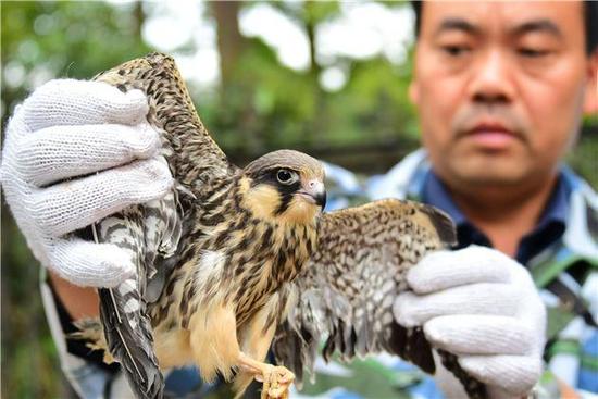 商丘一农户捕获一猛禽