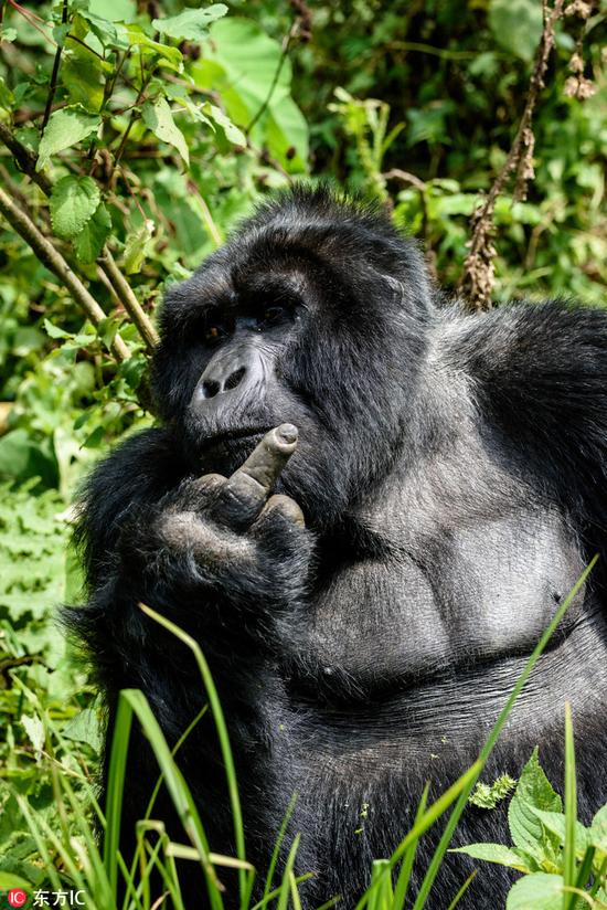 大猩猩吃饭被偷拍 怒对摄影师竖中指_藏趣逸闻