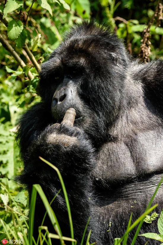 大猩猩吃饭被偷拍 怒对摄影师竖中指_藏趣逸闻
