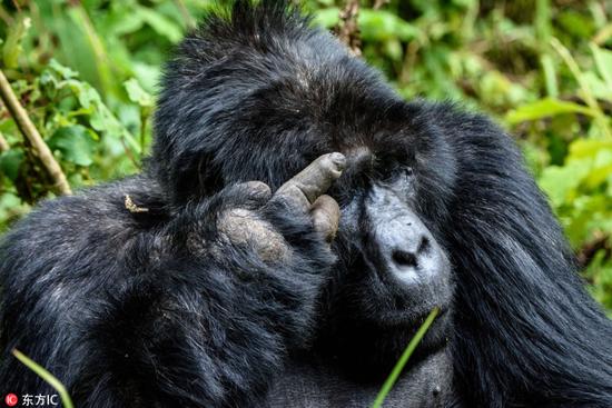 大猩猩吃饭被偷拍 怒对摄影师竖中指_藏趣逸闻