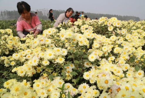 焦作市溫縣趙堡鎮