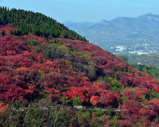 济南市红叶谷的秋色（10月30日摄）。