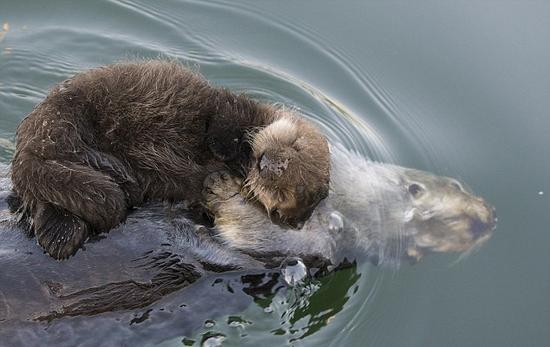 小海獭躺妈妈身上一起游泳温馨可爱。