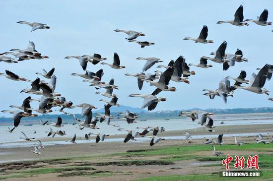 10月29日，大批鴻雁飛抵江西省鄱陽縣白沙洲鄉鄱陽湖濕地覓食越冬，場面蔚為壯觀。連日來，受近期冷空氣影響，中國最大淡水湖江西省鄱陽湖，迎來了大批鴻雁飛抵越冬。在鄱陽縣白沙洲國家級鄱陽湖濕地公園濕地草洲，成千上萬只候鳥陸續飛抵覓食棲息。目前，當地正全力做好候鳥保護工作，確保候鳥在鄱陽湖安全越冬。 卓忠偉 攝