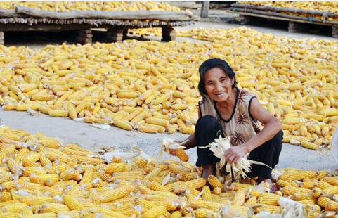 農家金秋----收獲的喜悅