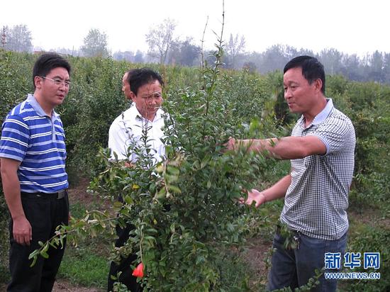 陈召起带领高白玉村两委班子成员和村民代表参观学习无籽石榴种植。