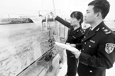 工作人員對此次空運進口的觀賞魚進行核對