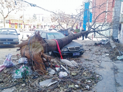 淮河路南侧树砸车