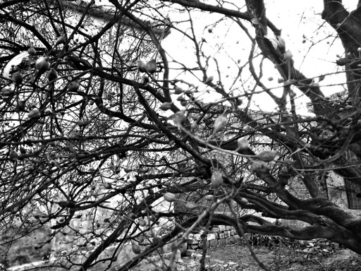 樹上長了很多“棒棒”