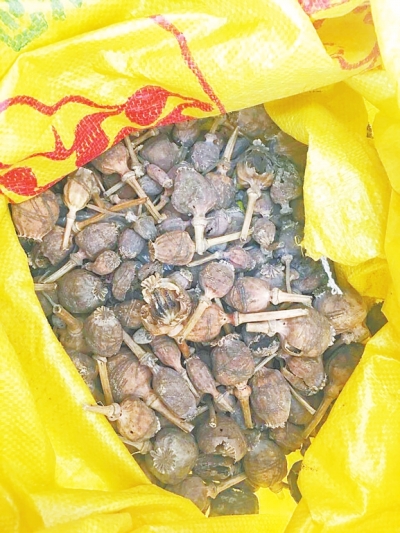 警方查獲的剩余罌粟殼