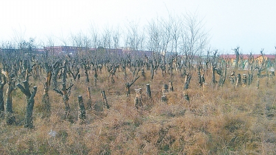 “移植”后 古棗樹被移植到薛店鎮王張村中華古棗樹園后大面積枯死今年3月24日拍攝綠發會代理律師供圖