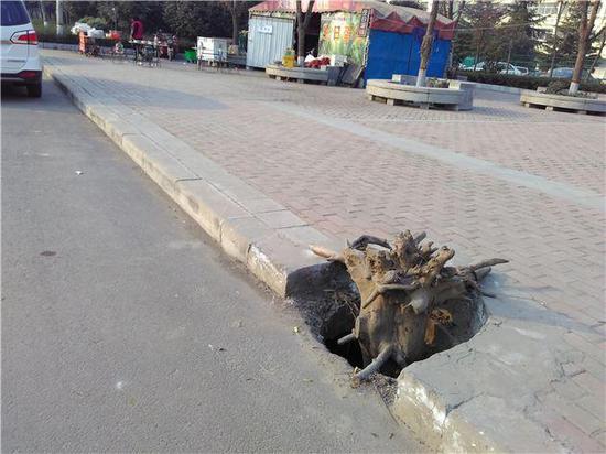 鄭州學校門口窨井上“長”個樹疙瘩