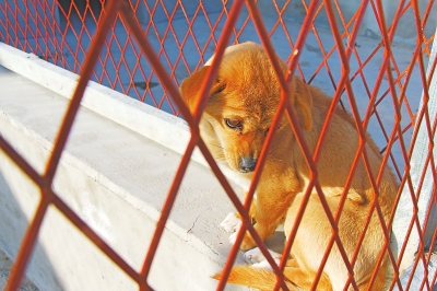 入住犬