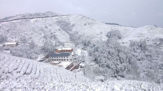 雪后的茶山