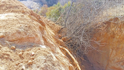 深溝內(nèi)種植的大葉女貞被渣土掩埋