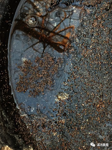 該村村民石盆中的草履蚧 數量太多村民稱怕
