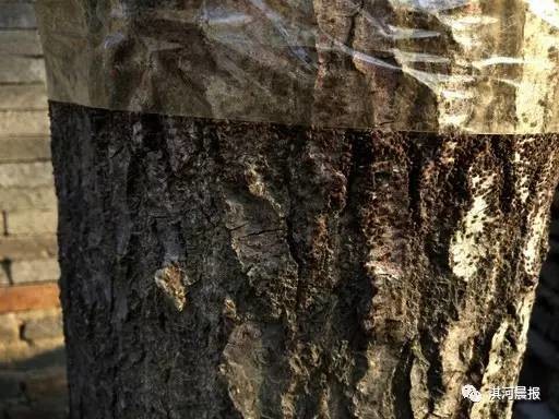 村民粘膠帶阻止草履蚧