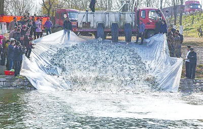 車廂內的魚苗活蹦亂跳著進入了沙河