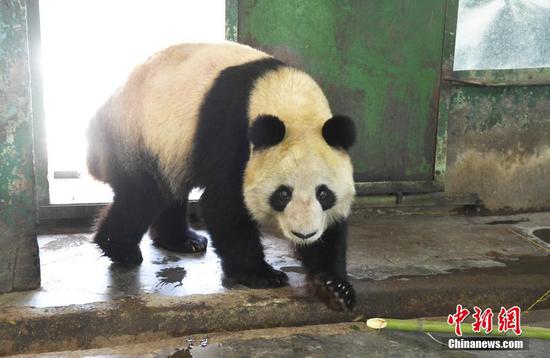 被持续关注的网红大熊猫蜀兰,近日被网友晒出照片,称其9个月消瘦60斤,体重迅速下降,显得瘦骨嶙峋。当日,记者来到兰州市动物园熊猫馆实地探访了蜀兰,经称重测量后,蜀兰体重为98.2KG,属于正常成年大熊猫体重范围,体质检测各项指标均为正常。中新社记者 杨艳敏 摄