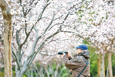 昨日雪如花，今日花如雪