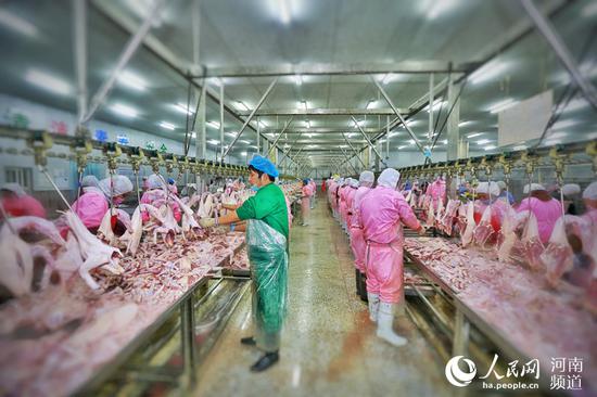 圖為蘭考禾豐牧業(yè)有限公司屠宰車間，當(dāng)?shù)刎毨艏议T口實現(xiàn)就業(yè)。霍亞平攝