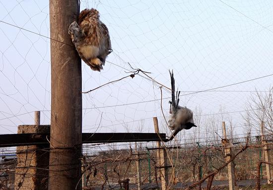 郑州一葡萄园架十米高网粘鸟上千 园主受罚