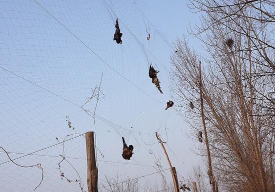 郑州一葡萄园架十米高网粘鸟上千园主受罚