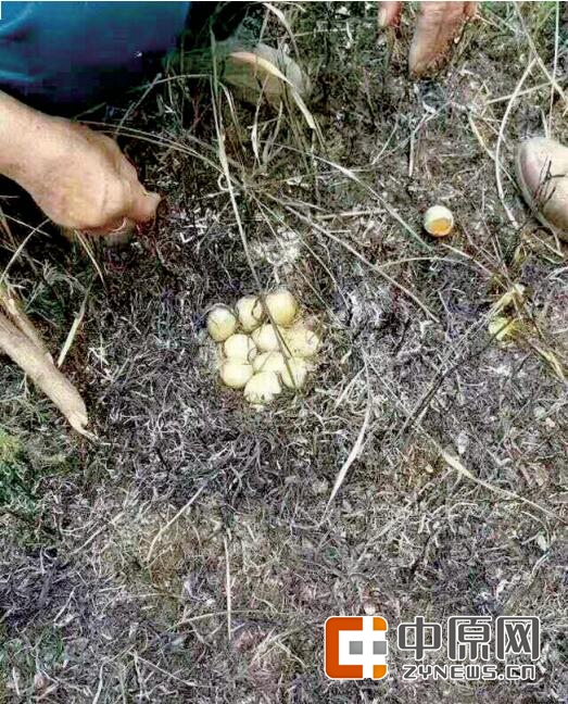 野鸡身体下面的蛋