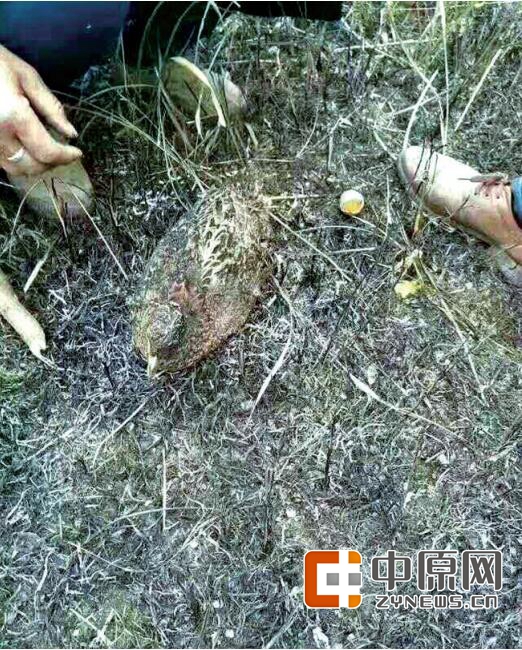 被发现已死去的野鸡
