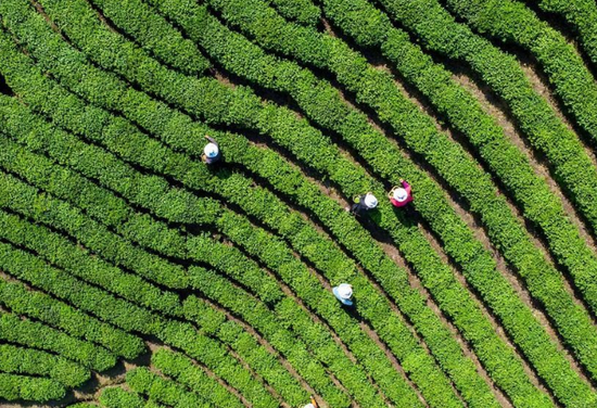 河南信阳茶园：茶农采茶忙