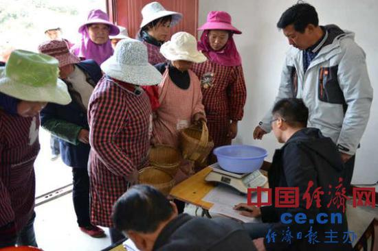 龙华山茶厂工人通过农户手中回购刚刚采到的新茶 中国经济网记者裴小阁摄影