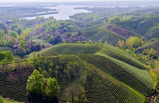 河南信阳茶园：茶农采茶忙